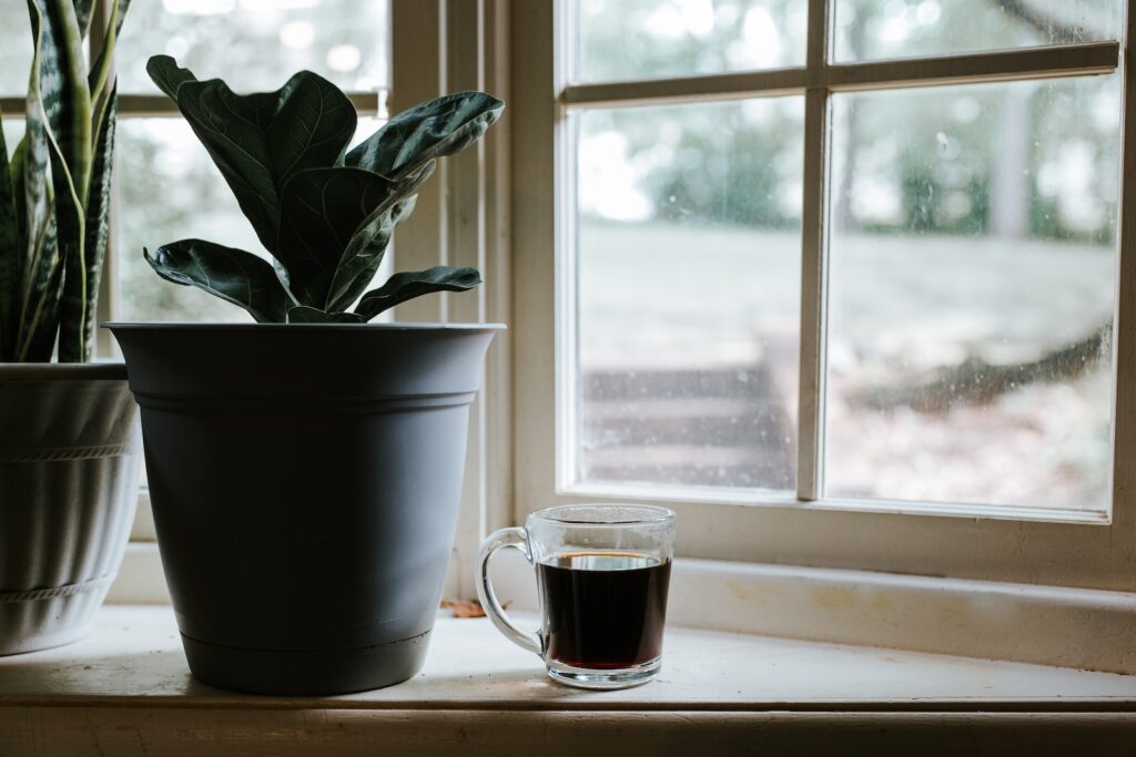 green plant in white ceramic mug beside window